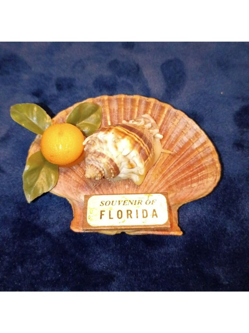 Vintage Florida Seashell Souvenir With Shell Orange & Leaves On Scallop Magnet
